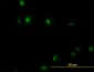 RUNX1 Antibody (monoclonal) (M06)